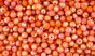  Glass Crystal Rondelle Beads 6 x 8 mm -Orange -Pkg 60  (Minimum qty. purchase is 1)