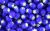 Murano Style Glass Beads - Royal Blue & Yellow - 8mm (Packs of 60) *   (Minimum quantity purchase is 1)