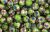  Light Green Cloisonne Beads -  7mm - pkg of 60   (Minimum quantity purchase is 1)