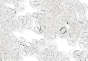   Heavy Duty Precut Rosary Chain - Soldered Silver OX 5 link - 100 pcs.  *   (Minimum quantity purchase is 1)