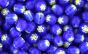 Murano Style Glass Beads - Royal Blue & Yellow - 8mm (Packs of 60) *   (Minimum quantity purchase is 1)